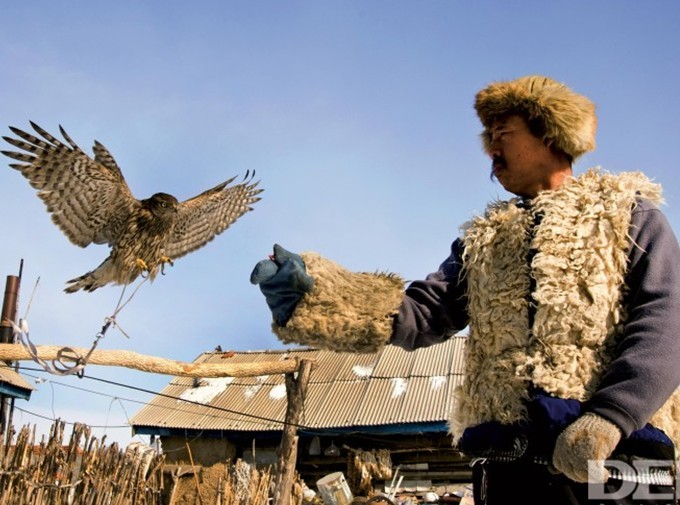 bird return to falconer.jpg