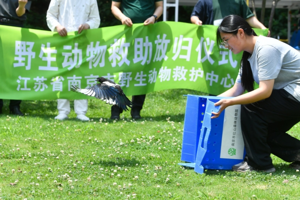 Nanjing zoo releases rescued birds to nature