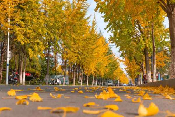 Jiangsu’s cities embrace beauty of fallen leaves