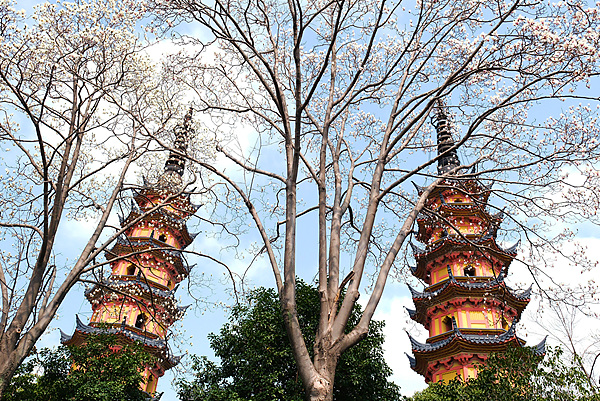 Floral beauty boosts tourism in Yangtze River Delta