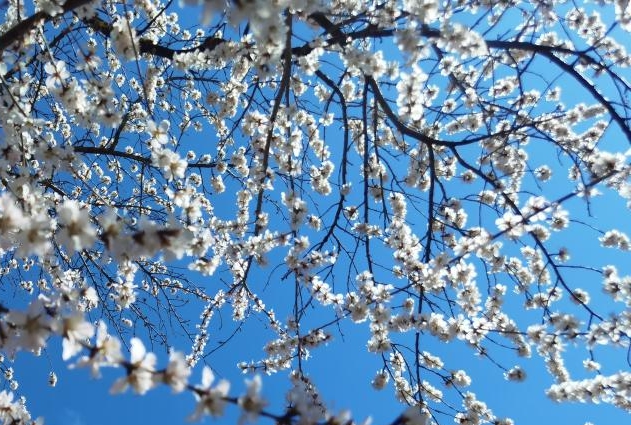 East China city hosts cherry blossom fest, int'l activities amid flower sea