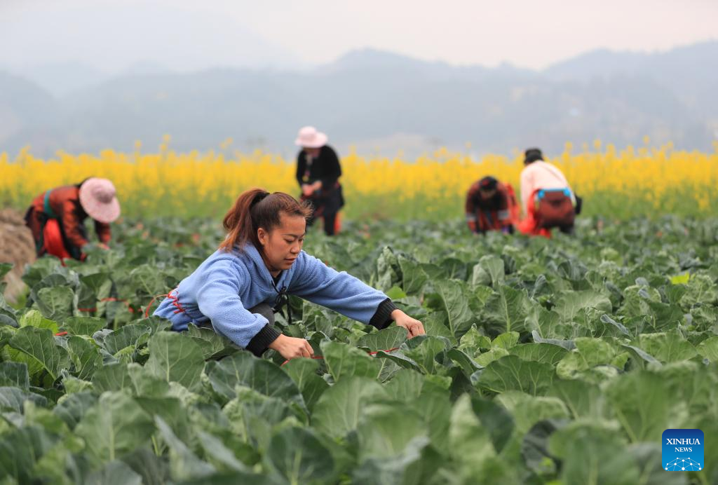 arrival-of-yushui-sees-wave-of-spring-farming-activities-across-china