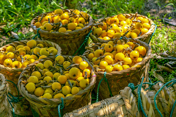 Why the loquat a signature fruit of Jiangsu?