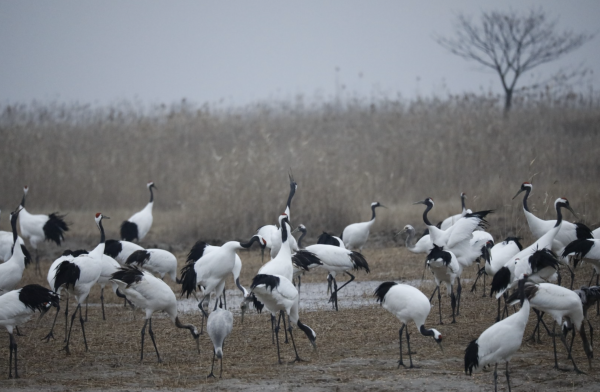 Jiangsu records 8,842 animal and plant species, up 28% over 2022