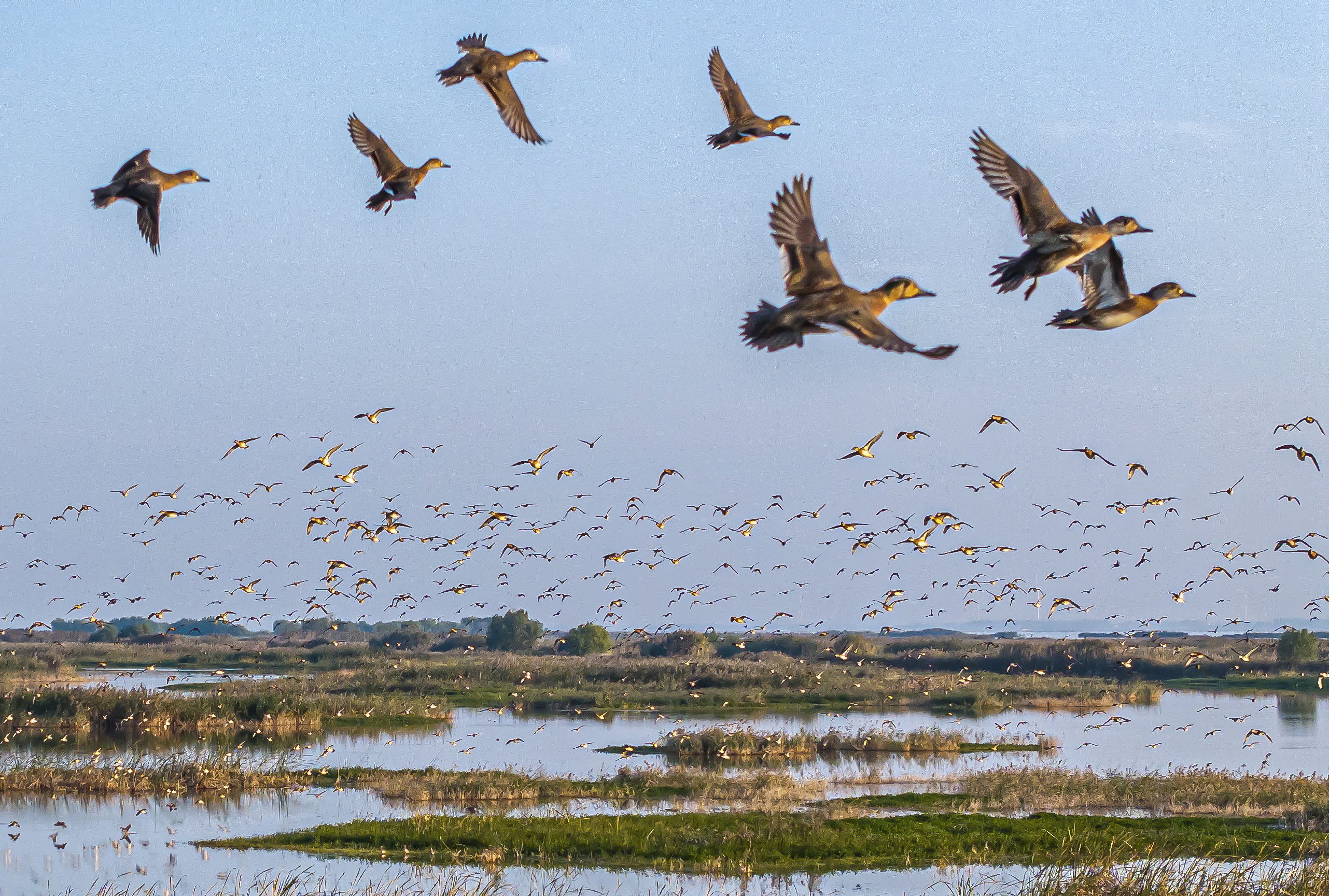 Over 20,000 Baikal teals arrive in Hongze Lake reserve for winter for the sixth year