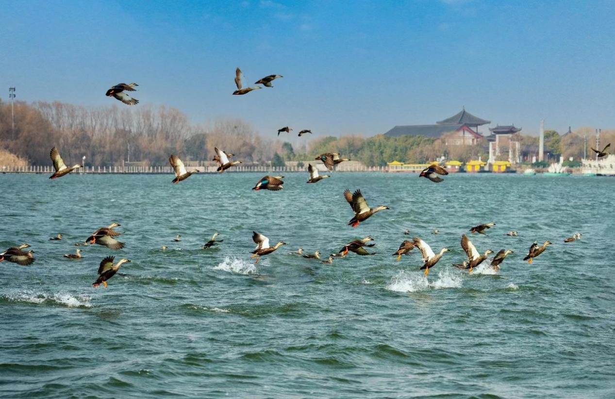 First migratory birds arrive at Qinhu Lake wetland park