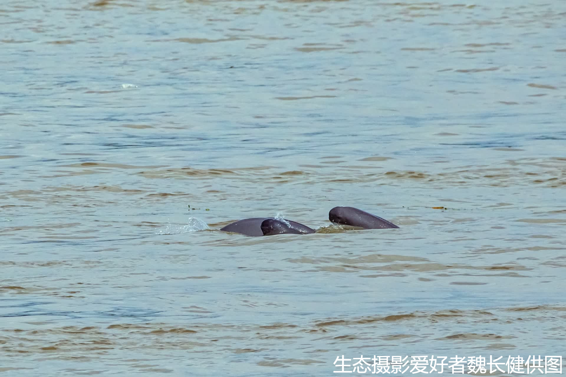 Thriving in Nanjing: Yangtze finless porpoise mother and calves spotted