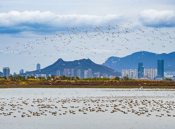 Jiangsu adds 1.3 km of ecologically restored coastline