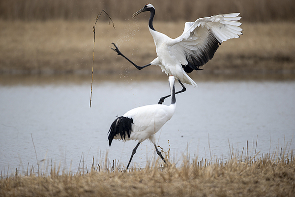 Red-crowned crane spotted in Nanjing’s wetland park for first time