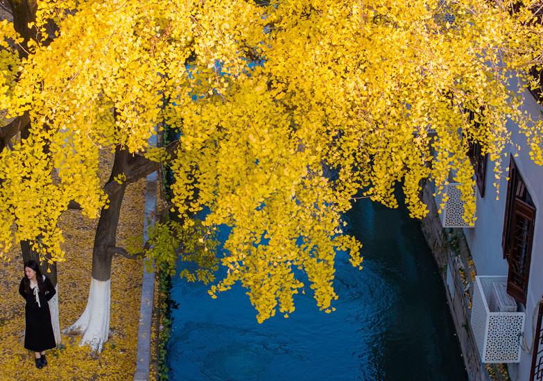 Best time to view ginkgo and maple trees in Suzhou