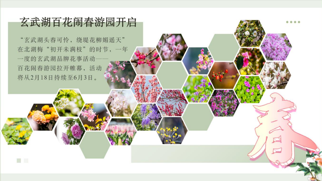 Nanjing's spring travel season focuses on flowers