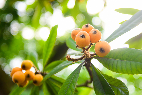 Dongshan loquats reach peak season as tourism and branding drive sales