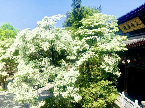 830-old-tree in Lianyungang gains national recognition