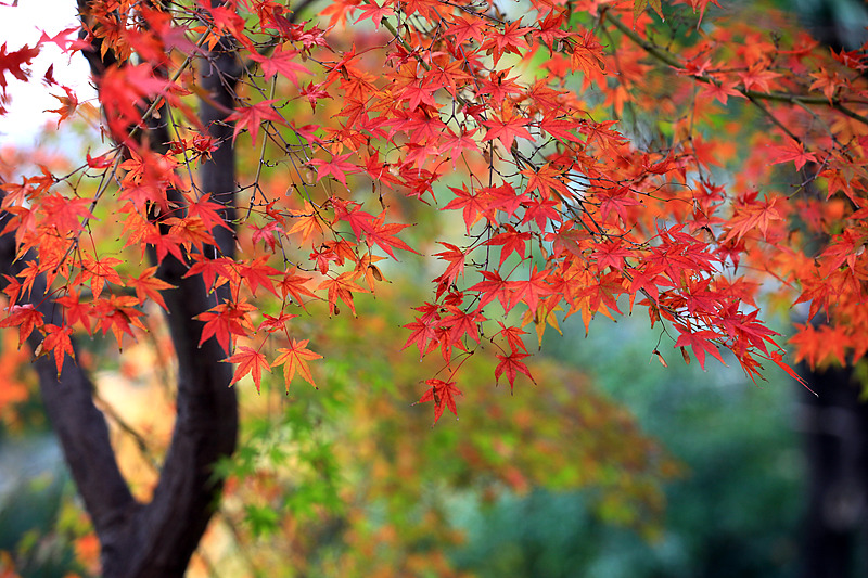 Centuries-old guarden in stunning hues