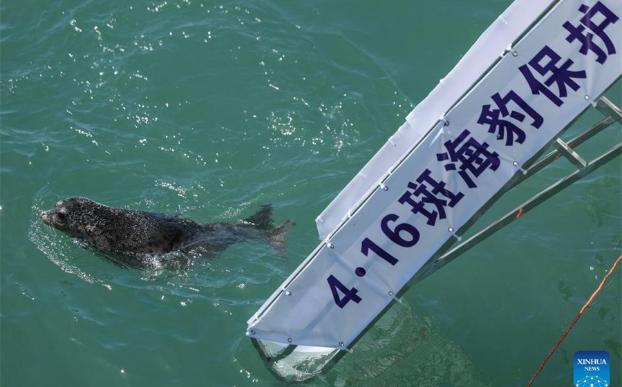 10 spotted seals released into ocean off northeast China city