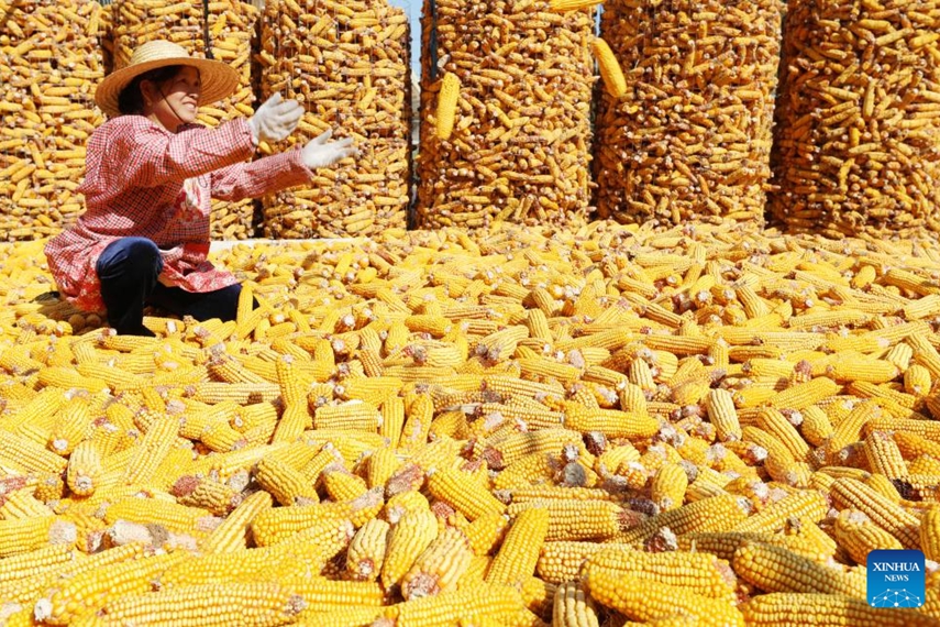 7th Chinese Farmers' Harvest Festival celebrated across China