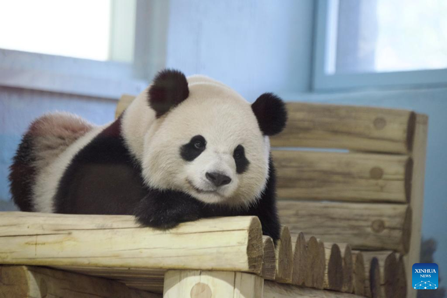 See Bao Li and Qing Bao at Washington zoo