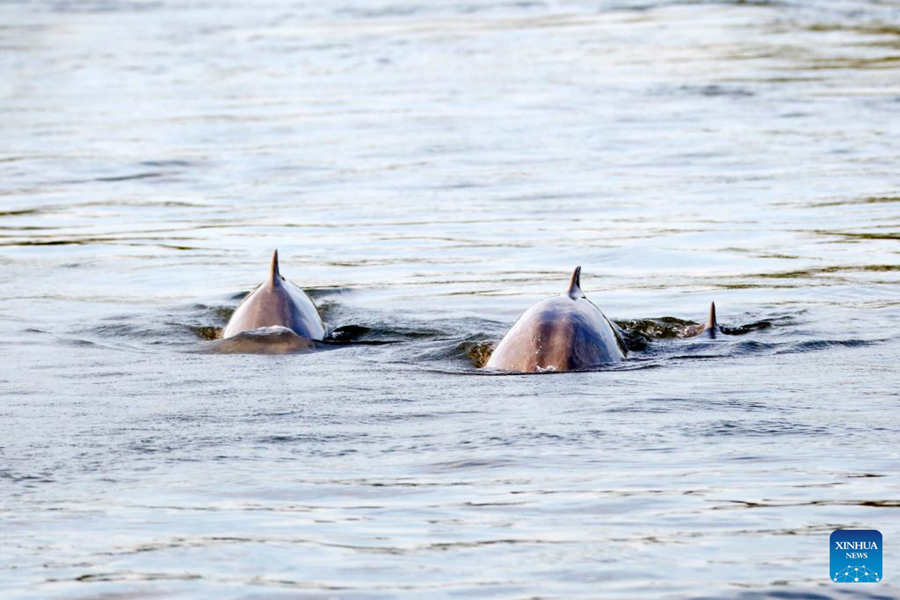 See the Mekong Irrawaddy dolphins in Cambodia