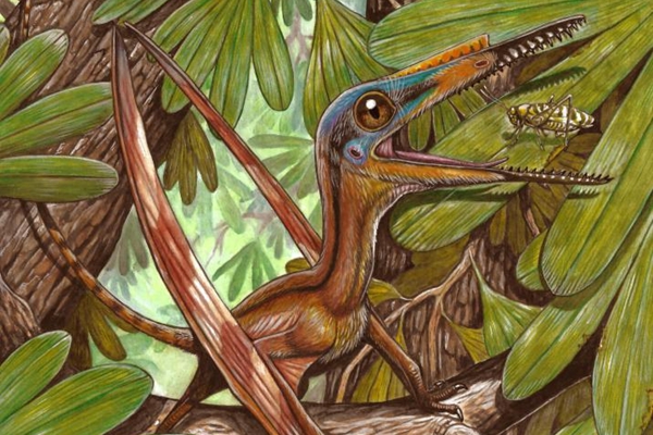 Chinese, Brazilian researchers uncover new species of pterosaur fossils in NE China