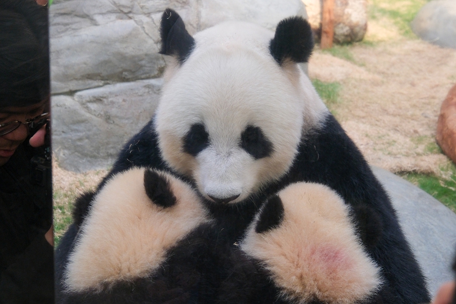 Hong Kong-born giant panda cubs meet public under mother's patronage