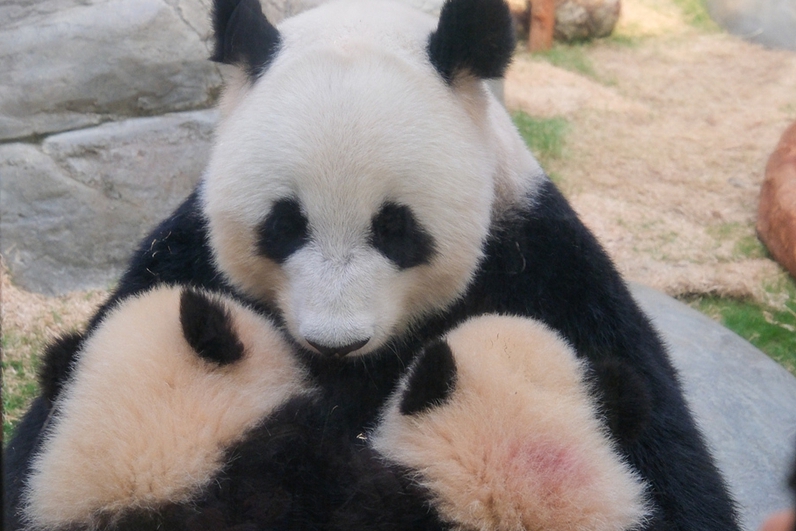 Hong Kong-born giant panda cubs meet public under mother's patronage