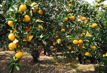 tangerine.jpg